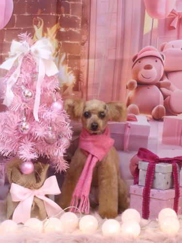 20241222ももちゃん